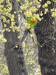 Polytelis swainsonii