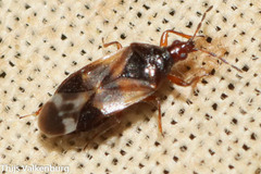Anthocoris