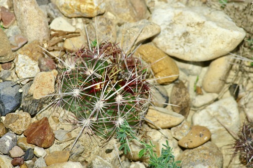 Thelocactus bicolor