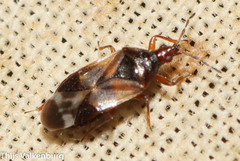 Anthocoris