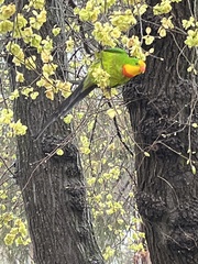 Polytelis swainsonii