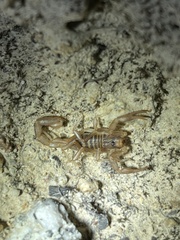 Paruroctonus variabilis