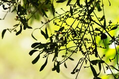 Phoradendron quadrangulare