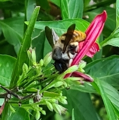 Xylocopa tabaniformis azteca