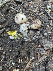 Gomphidius oregonensis