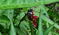 Xylocopa tabaniformis azteca