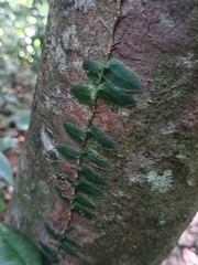 Marcgravia rectiflora