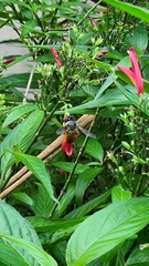 Xylocopa tabaniformis azteca