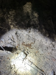 Paruroctonus variabilis