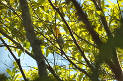 Hemithraupis flavicollis