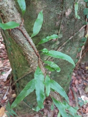 Microgramma lycopodioides