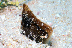 Pinna muricata