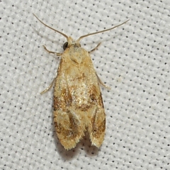 Cochylina