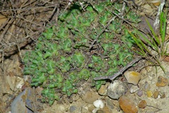 Coryphantha macromeris runyonii