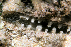 Pinna muricata
