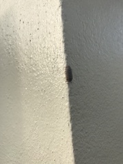 Holoverticata
