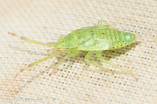 Hazel bug, photo 4 of 10