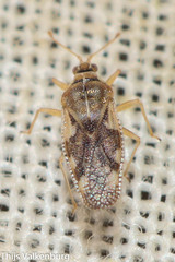 Monosteira unicostata