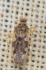 Monosteira unicostata