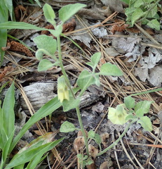 Physalis cinerascens