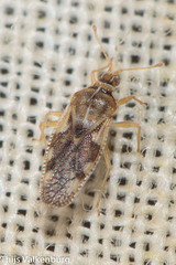 Monosteira unicostata