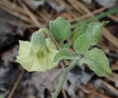Physalis cinerascens