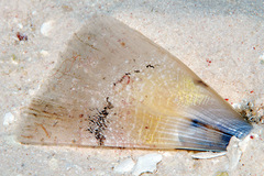 Pinna muricata