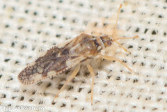 Monosteira unicostata