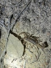 Paruroctonus variabilis