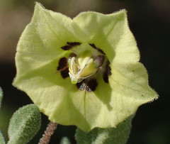 Physalis cinerascens