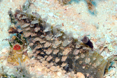Pinna muricata