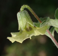 Physalis cinerascens