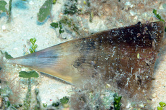 Pinna muricata