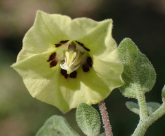 Physalis cinerascens