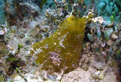 Pinna muricata