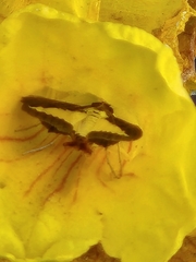 Diaphania hyalinata
