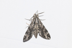 Agrius godarti
