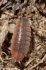 Porcellionidae