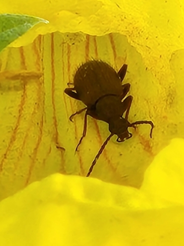 Lystronychus piliferus