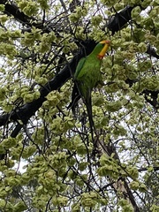 Polytelis swainsonii