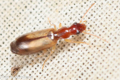 Paradromius