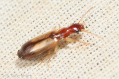 Paradromius