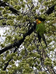 Polytelis swainsonii