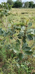 Ficus opposita