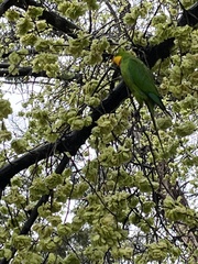 Polytelis swainsonii