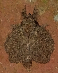 Euglyphis melancholica