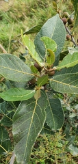 Ficus opposita