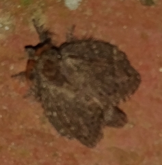 Euglyphis melancholica