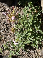 Saponaria