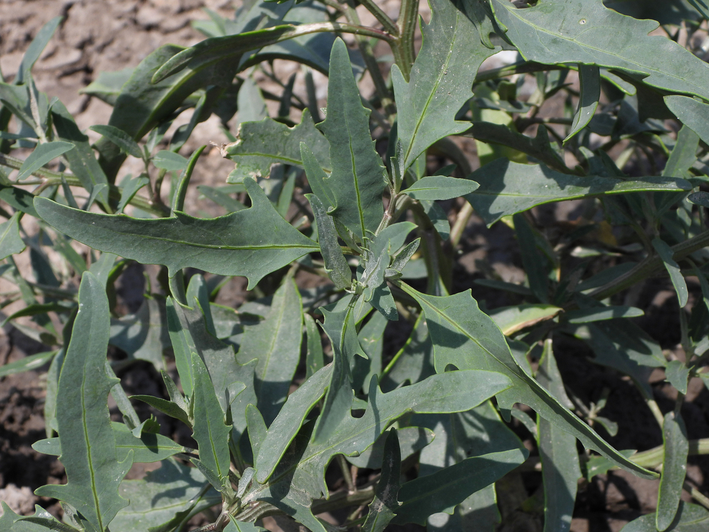Atriplex patens